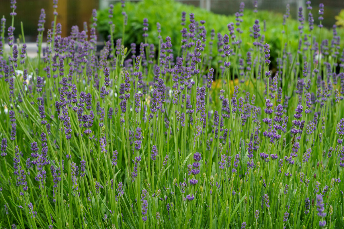 mustard lavender plant Munstead English Lavender – Plant Detectives