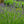 Load image into Gallery viewer, Munstead Lavender