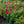 Load image into Gallery viewer, Munstead Wood English Rose