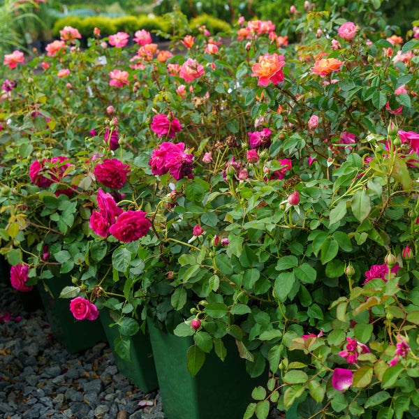Munstead Wood English Rose
