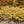 Load image into Gallery viewer, Murasaki Kiyohime Japanese Maple - Japanese Maple - Japanese Maples