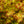 Load image into Gallery viewer, Murasaki Kiyohime Japanese Maple - Japanese Maple - Japanese Maples