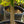 Load image into Gallery viewer, Murasaki Kiyohime Japanese Maple