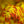 Load image into Gallery viewer, Murasaki Kiyohime Japanese Maple - Japanese Maple - Japanese Maples