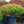 Load image into Gallery viewer, Murasaki Kiyohime Japanese Maple - Japanese Maple - Japanese Maples
