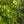 Load image into Gallery viewer, Murasaki Kiyohime Japanese Maple