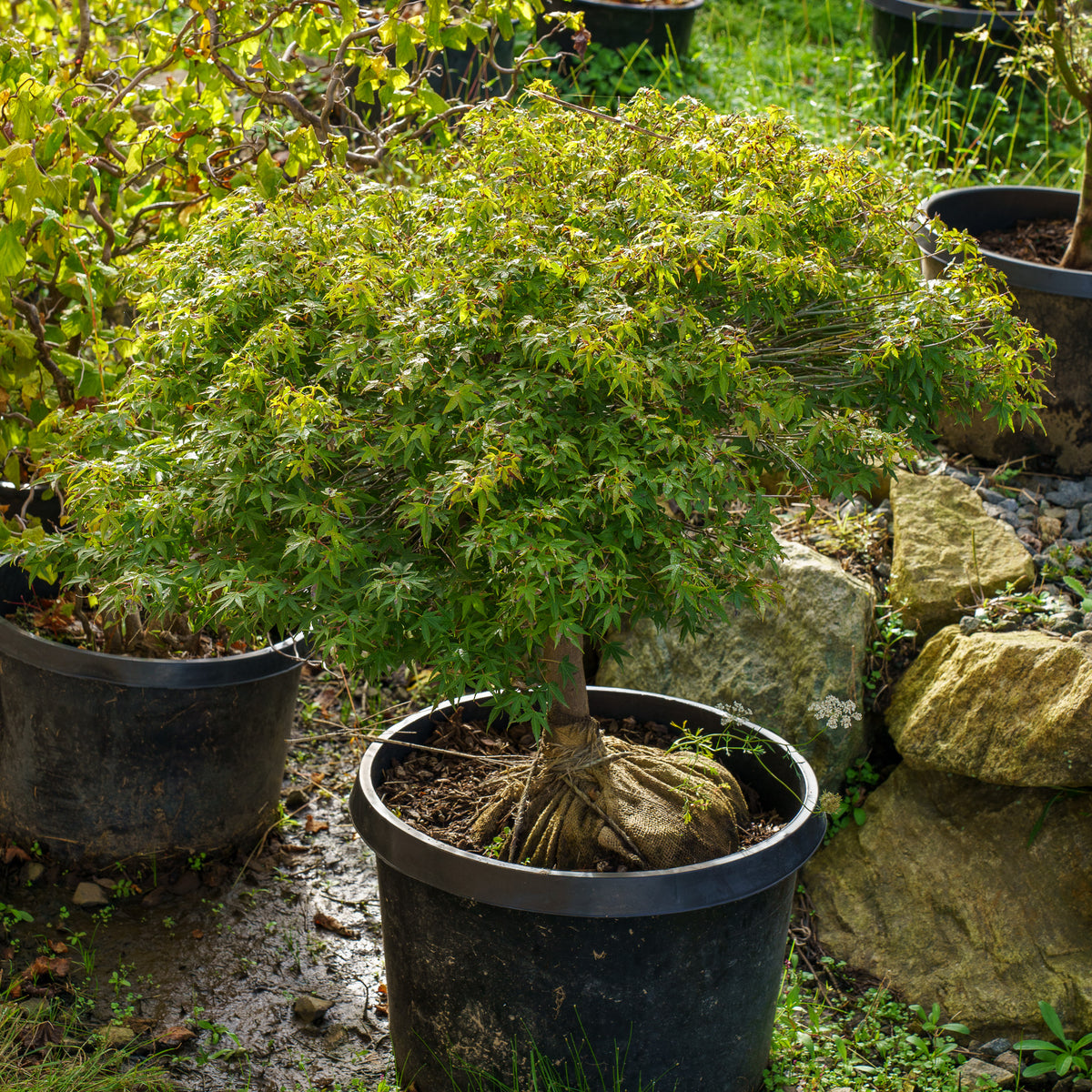 Murasaki Kiyohime Japanese Maple – Plant Detectives