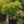 Load image into Gallery viewer, Murasaki Kiyohime Japanese Maple