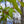 Load image into Gallery viewer, Musashino Zelkova - Zelkova - Shade Trees