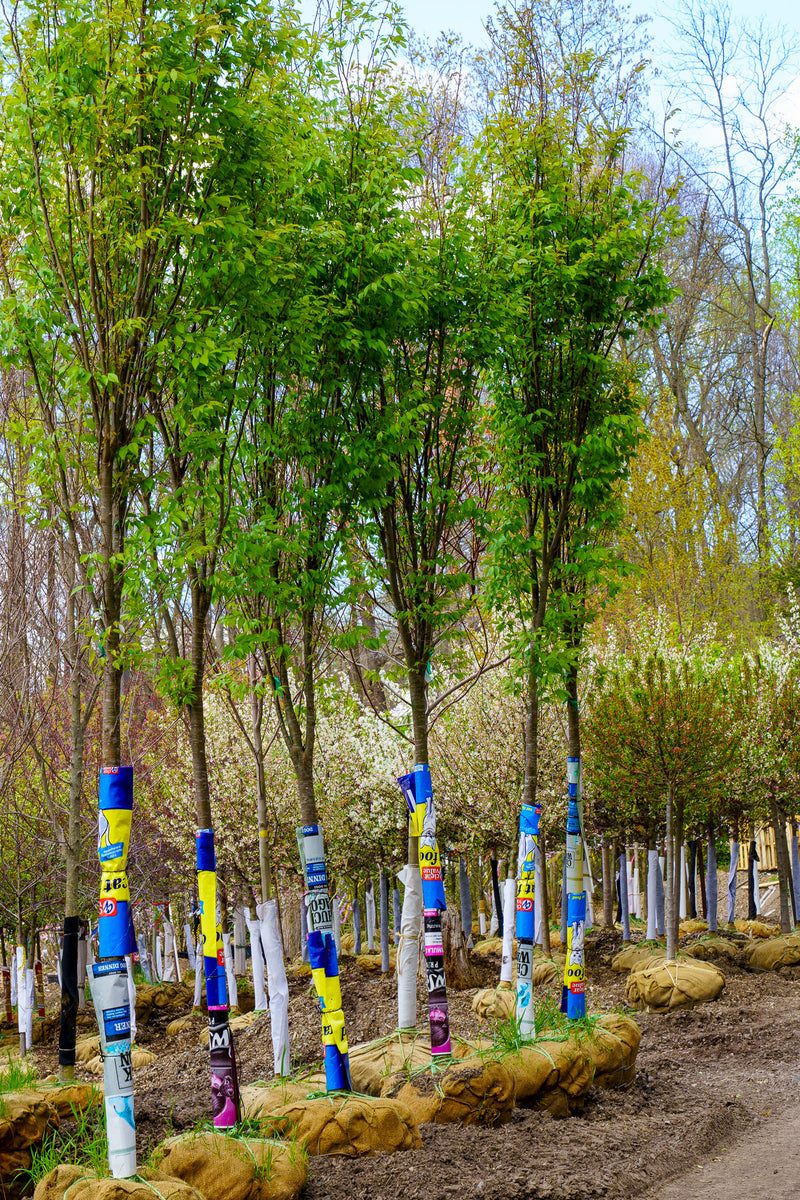 Musashino Japanese Zelkova – Plant Detectives
