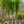 Load image into Gallery viewer, Musashino Zelkova - Zelkova - Shade Trees