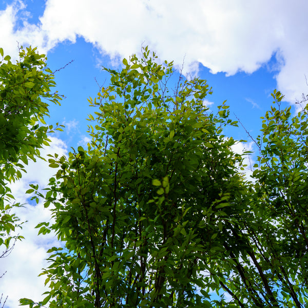 Musashino Japanese Zelkova