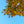Load image into Gallery viewer, Musashino Japanese Zelkova