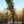 Load image into Gallery viewer, Musashino Japanese Zelkova