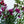 Load image into Gallery viewer, Muskogee Crape Myrtle