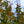 Load image into Gallery viewer, Muskogee Crape Myrtle