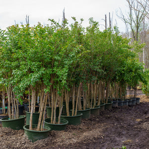 Muskogee Crape Myrtle