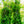 Load image into Gallery viewer, Muskogee Crape Myrtle - Crape Myrtle - Flowering Trees