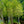 Load image into Gallery viewer, Muskogee Crape Myrtle - Crape Myrtle - Flowering Trees