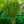 Load image into Gallery viewer, Muskogee Crape Myrtle - Crape Myrtle - Flowering Trees