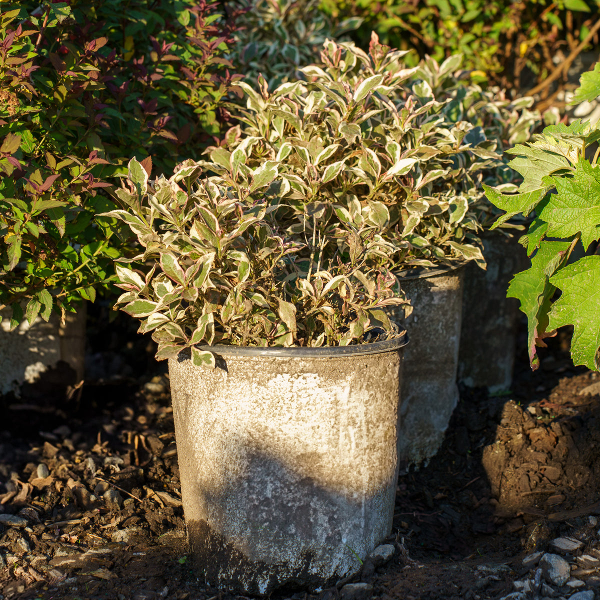 My Monet Weigela – Plant Detectives
