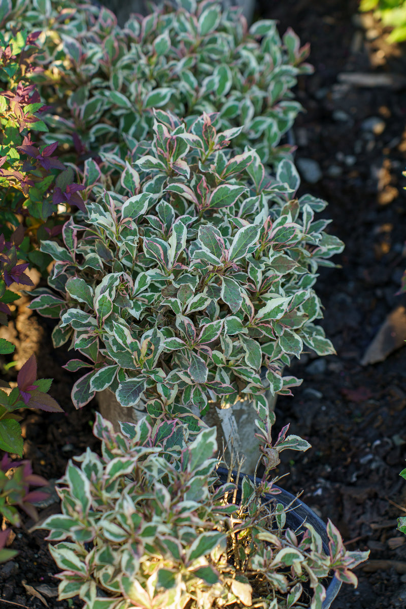 Valiem Willing plant別注S size 2set My Monet Weigela – Plant Detectives