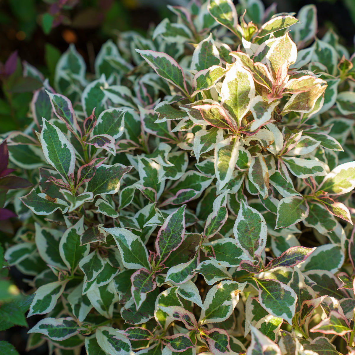 Valiem Willing plant別注S size 2set My Monet Weigela – Plant Detectives