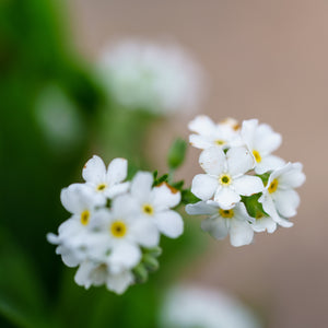 Snowsylva Forget-Me-Not - Early Spring Other Perennials - Perennials