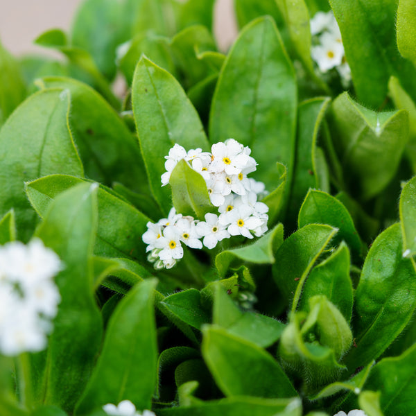 Snowsylva Forget-Me-Not