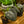 Load image into Gallery viewer, Dragonite Elephant Ear
