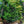 Load image into Gallery viewer, Nana Gracilis Hinoki Cypress - Cypress - Conifers
