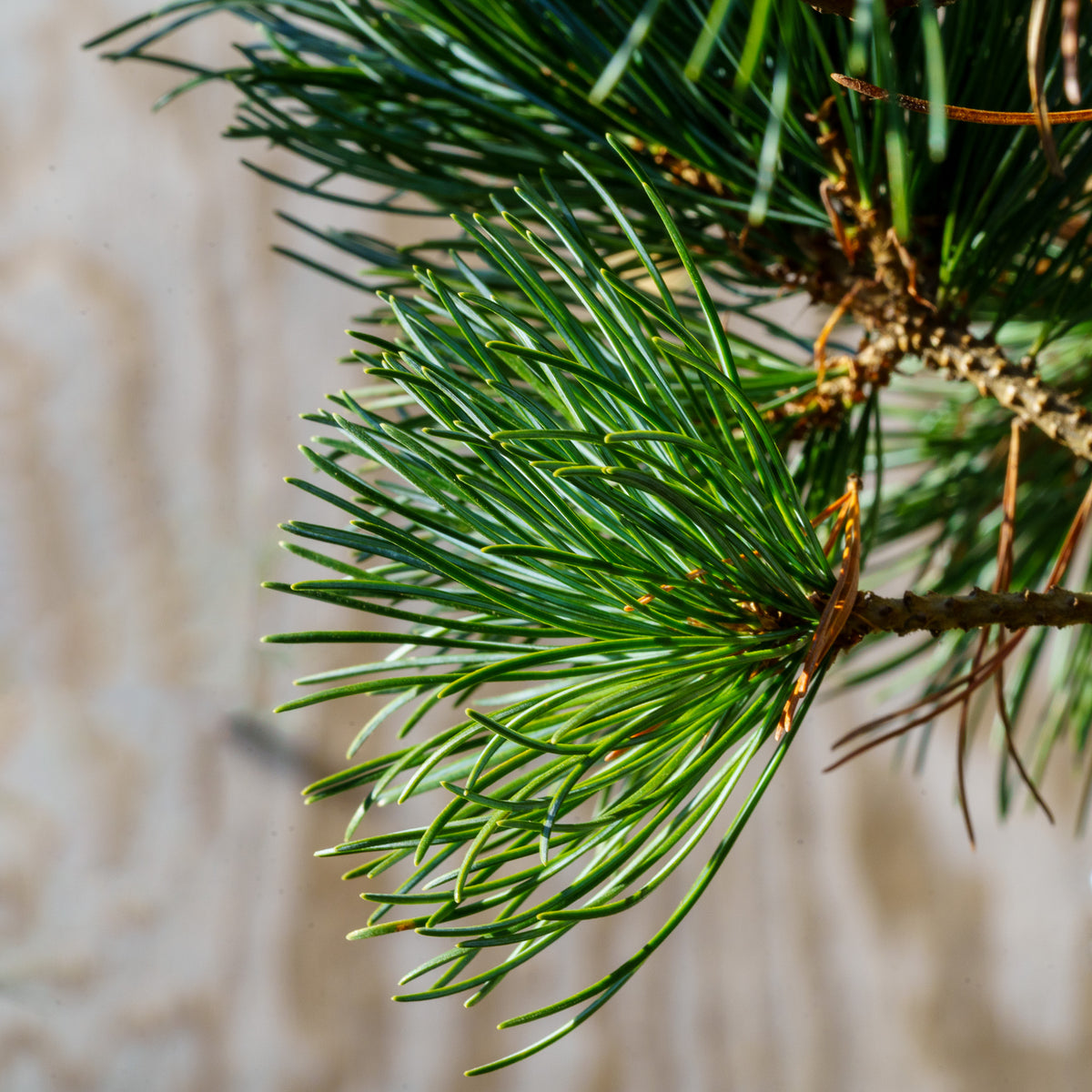 Negishi Japanese White Pine – Plant Detectives