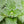 Load image into Gallery viewer, Catmint