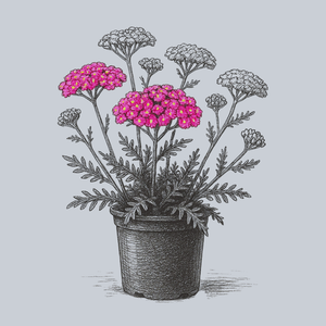 New Vintage Purple Yarrow