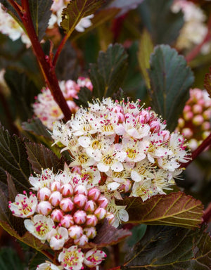 Ninebark Flowers