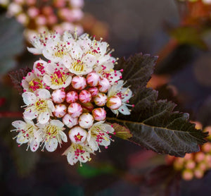 Ninebark flowers