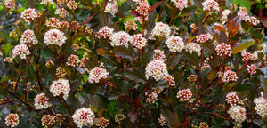 Ninebark shrub