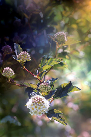 Ninebark foliage