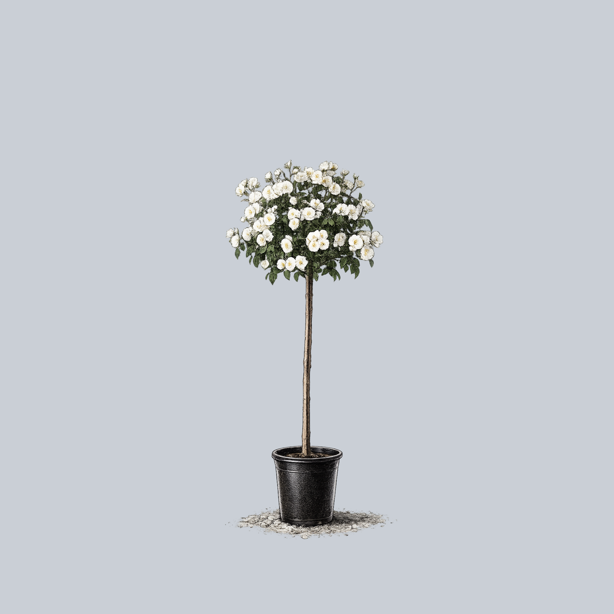 white rose potted plant Nitty Gritty White Rose Patio Tree – Plant Detectives