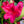 Load image into Gallery viewer, Nova Zembla Rhododendron - Rhododendron - Shrubs
