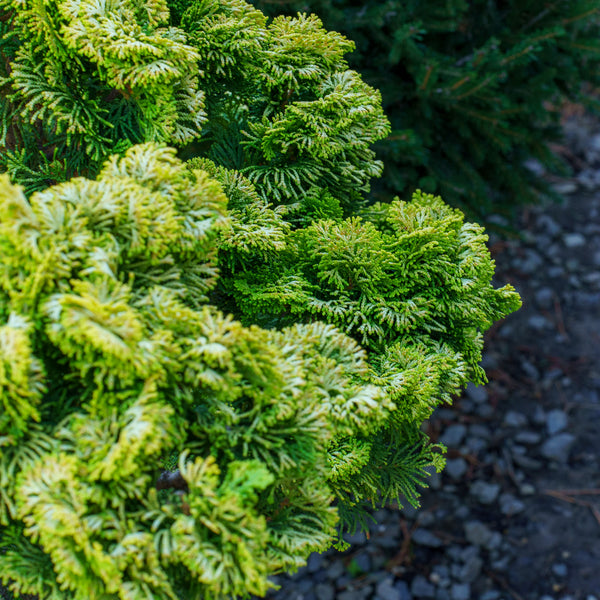Nana Lutea Hinoki Cypress