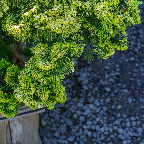 Nana Lutea Hinoki Cypress