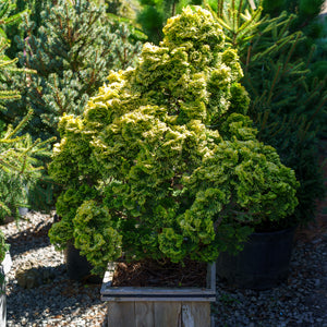Nana Lutea Hinoki Cypress