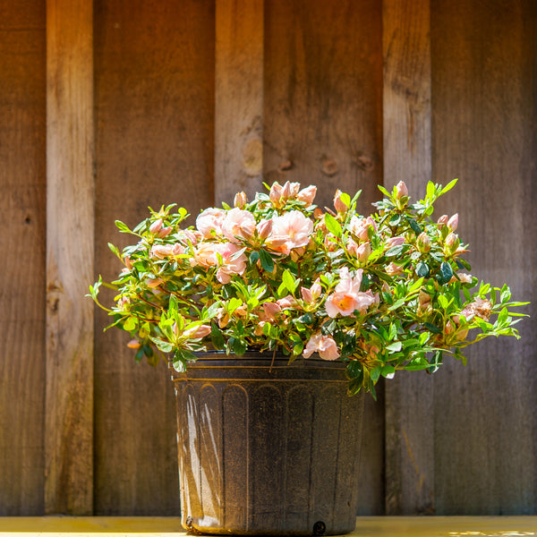 Nancy of Robinhill Azalea