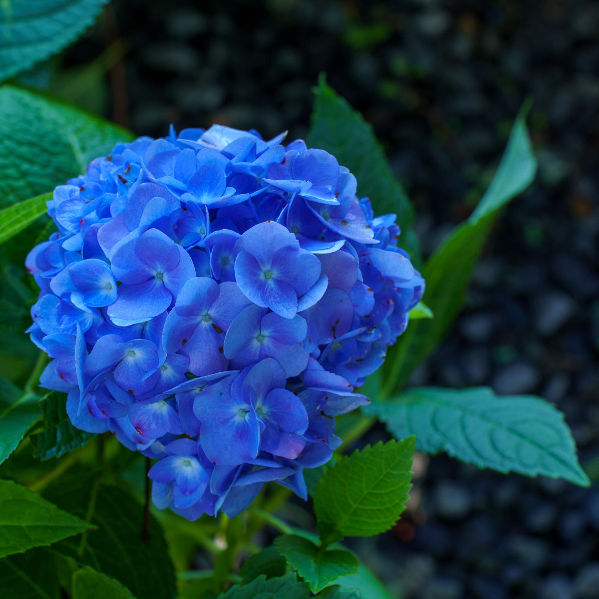 Nantucket Blue Bigleaf Hydrangea – Plant Detectives
