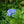 Load image into Gallery viewer, Nantucket Blue Bigleaf Hydrangea
