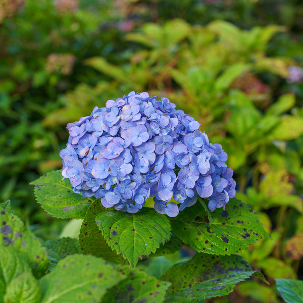 Nantucket Blue Bigleaf Hydrangea