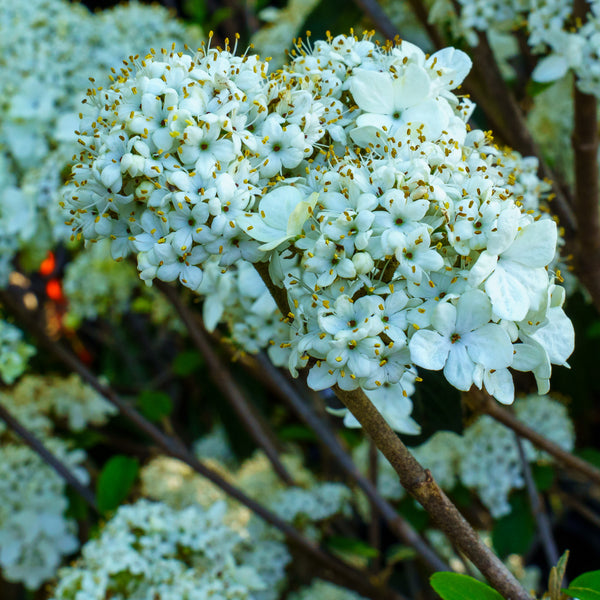 Nantucket Doublefile Viburnum