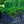 Load image into Gallery viewer, Napoleon Cherry Laurel