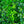 Load image into Gallery viewer, Napoleon Cherry Laurel
